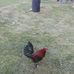 Anthony Begley - Facebook