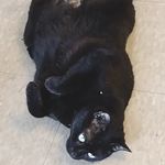 Anthony Bernstein - @bernstein6158 - Instagram