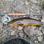 Anthony Bolton - @anthonybolton55 - Instagram