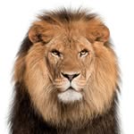 Anthony Borelli - @borelli.consulting - Instagram