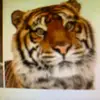 anthonyboudreaux38 - @tigertail0 - TikTok
