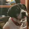 Anthony Bower - @anthony.bower2 - TikTok