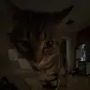 Anthony braun - @antbraun - TikTok