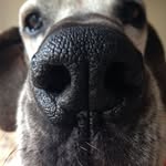 Anthony Brett Zambelli - @zambellianthony - Instagram