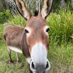 Anthony Bunting - @donkeydazed - Instagram