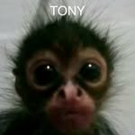 Anthony Canales - @tony_559cali - Instagram