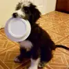 anthonycelentano8 - @anthonycelentano8 - TikTok