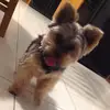 anthonycerasyolo34 - @anthonycerasyolo3 - TikTok