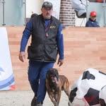 Paul Anthony Champion Canine - @paulanthonydogtrainer - Instagram