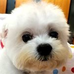 Anthony Chao - @anthony06111 - Instagram