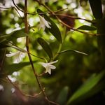 Chris Anthony Chaperon - @colonial_habit - Instagram