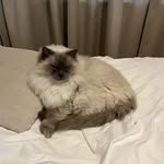 anthony choy - @soggy_waterspinach - Instagram