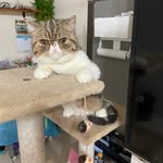 Anthony Choy - @anthonychoychoy - Instagram