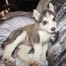 Anthony Cleary - @foxrabbit1308 - TikTok