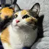 gizmo_the_cata - @anthonycompton8 - TikTok