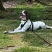 Antony Conn - Facebook
