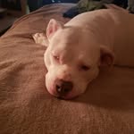 Anthony Coyle - @akbajshhsjs - Instagram