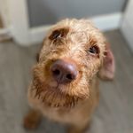 Anthony Cozzi - @trotters_inc - Instagram