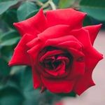 Anthony Crane - @anthonycrane766 - Instagram
