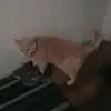 anthonyhaughtcutone - @rockroastbeef - TikTok