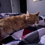Anthony Delvalle - @lions_tigers_bearz - Instagram
