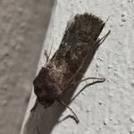 Mark-Anthony Dexter - @macro_tiny_things - Instagram