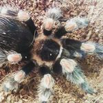 Anthony Dickenson - @anthony_postle_dickenson - Instagram