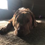 Tony Diedrick - Facebook