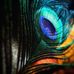 Tony Echols - Facebook