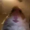 Elio - @elioanthony - TikTok