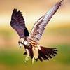Krishna_Sarkar - @aanthony_elwell - TikTok