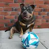 Smokey exotic bully - @anthonyem21 - TikTok