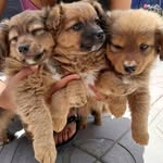 Anthony Weiner Daniel Enoch - @happ.y3puppies - Instagram
