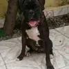Anthony Evaristo  - @anthodogv - TikTok