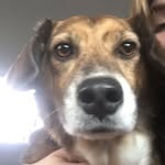 Susan Filipowicz-Green-Kubiak - @lilsusanbanthonyfromthedogpack - Instagram