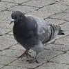 Anthony Fryers - @anthony.fryers - TikTok