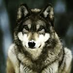 anthony galloway - @howlingdeath5 - Instagram