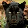 anthonygarnett717 - @anthonygarnett717 - TikTok