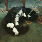 Anthony Gibbons - @nofucks_gibbon - Instagram