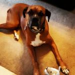 Anthony Halley - @halleyanthony33 - Instagram