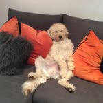 Anthony Ham - @ahammys - Instagram