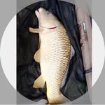 anthony handley - @anthonyscarp2023 - Instagram