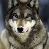 Apple User973585 - @anthonyhe00 - TikTok