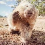 Anthony Helbling - @willy_wombat_57 - Instagram