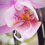 Anthony Horsman - @tonyhorsman521 - Instagram