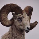 Anthony Ikenna - @energykingofforex - Instagram