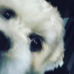 Anthony Kassir - @diabetic_dogs - Instagram