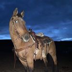 Anthony Kindle - @buckaroo3152 - Instagram