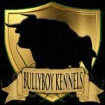 Bullyboy Kennels - @anthonykinzeryahoocom - Instagram