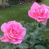 Anthony Lanza - @2159830517 - TikTok